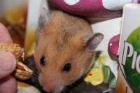/album/photo-gallery-hamsterheaven/two-little-girls-juli-2012-033-jpg/